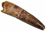 Fossil Spinosaurus Tooth - Real Dinosaur Tooth #345494-1